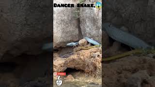 Snake eats frog and frog is countineous shouting short shorts [upl. by Nylhtiak]