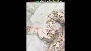 King Cobra भी इसको देखकर मैदान छोड़कर भाग जाता है 😱facts shorts snake trending [upl. by Olecram]