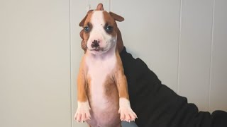 KILO X FREDDYGIRL ELI REDBOY NIGERENO BRED [upl. by Sapers]