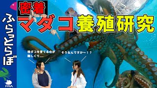 【インターンシップ】マダコ養殖研究の最先端へ密着！？ [upl. by Fellows]