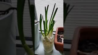 Growing Scallions jamaican [upl. by Nuhsyar781]