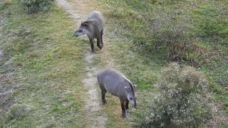 Brazilian Tapir [upl. by Nastassia]