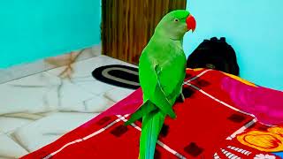 talkingparrort parrot talking [upl. by Assirec]