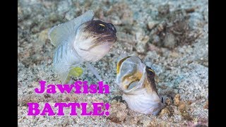 Underwater Jawfish Battle [upl. by Sugihara409]