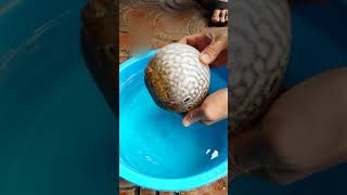 Education for Kids How Captive Breed Puffer Fish Protect Themselves 自家繁殖的河豚怎么保护自己） [upl. by Elkcim37]