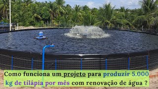 PISCICULTURA 497 Como produzir 5 000 kg de tilápia por mês como renovação de água [upl. by Lonni]