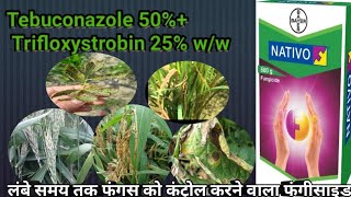 Nativo fungicide Bayer crop science  best fungicide  Tebuconazole 50 Trifloxystrobin 25 ww [upl. by Artep105]