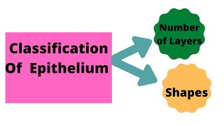 Classification of Epithelium [upl. by Juakn]