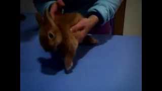 video conejo con encephalitozoonosis [upl. by Farhsa482]