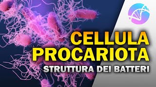 La Cellula Procariota  Struttura e funzioni dei Batteri 🦠 [upl. by Arata]