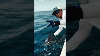 Winter fishing in Cabo San Lucas cabofishing fishing cabosanlucas bluemarlin [upl. by Tatiana]