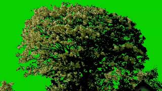 Tree Green Screen No Copyright  Free to use [upl. by Nalahs]