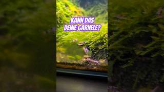 Wusstest du das über deine Garnelen 🤷🏻‍♂️ aquaristik aquarium garnelen [upl. by Aleakam]