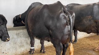 Final milking  Haji Gulaam Fareed Dairy farm  PDFA Live milk competition [upl. by Akilak]