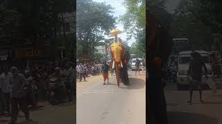 Tusker on a strollplz subscribe for more videos [upl. by Hepzi362]