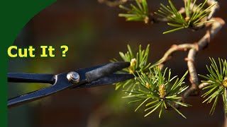 Pruning Pine Bonsai Buds Candles and Branches [upl. by Sidhu]