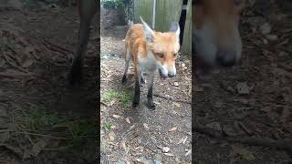 New Fox Cub Friend In Daylight [upl. by Cirilla]