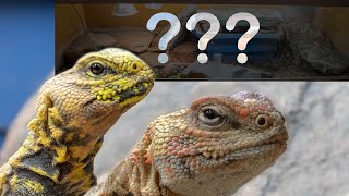 How to setup a uromastyx tank  Redoing my saharan uromastyx tank [upl. by Serica225]