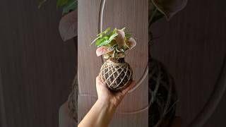 Kokedama available for sale Delivering PAN India Whatsapp on 7078792436 to place order kokedama [upl. by Colwell728]