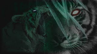 Forsaken and fierce  Life of Black Tiger Part 1 [upl. by Crichton]