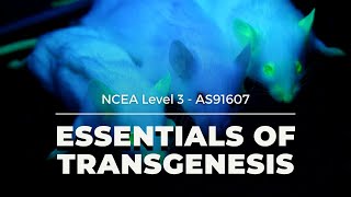 Transgenesis  NCEA L3 Biology 2021 [upl. by Welles]