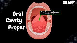 Oral Cavity Proper Palate amp Tongue  Oral Cavity Anatomy [upl. by Ornas4]