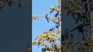 Bald Eagle In Tree Short Part 1 [upl. by Atinuj404]