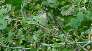 Garden Warbler Alarm Call [upl. by Aret949]