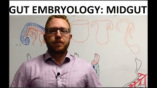 Midgut  Embryology [upl. by Leno]