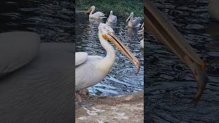 Pelicans Dinner Stolen at Vienna Zoo 🦩🍽️Pelican ViennaZoo ZooLife travel Placestovisit [upl. by Blackwell]