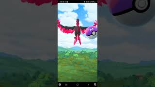 Catching Galarian Moltres with the Masterball on Pokémon GO [upl. by Desmund]