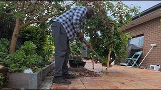 My Mulberry Tree Produced too much fruits This year Most Dropping Down Cleaning The Garden [upl. by Herm]