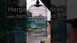 UPDATE HARGA BURUNG KINOI GACOR OKTOBER 2024 [upl. by Oigufer]