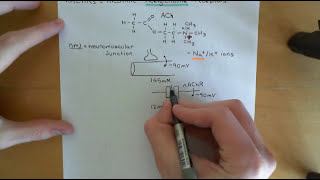 CysLoop Receptors Part 2 [upl. by Engamrahc]