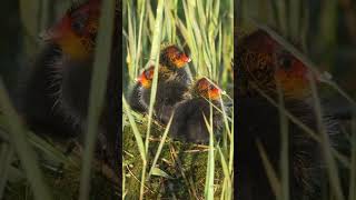 Eurasian Coot Chicks shorts [upl. by Anibor580]