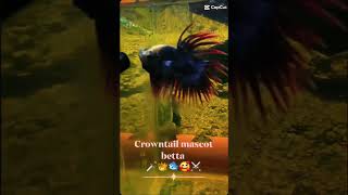 Crowntail mascot betta hbk bettafish bettafish betta youtubeshorts youtube [upl. by Aylmer458]