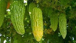 HOW TO GROW BITTER MELONS  KARELA FROM SEEDS [upl. by Diahann]