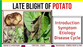 Late Blight of Potato History Symptom Etiology Disease Cycle MCQ  Irish Famine  PHV4 [upl. by Leandre898]