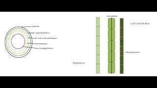 Secondary Growth Cork Cambium [upl. by Aggri]