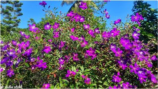 Princess Flower Tibouchina urvilleana [upl. by Ehud]