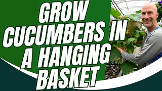 How to Grow Cucumbers in a Hanging Basket [upl. by Loreen]