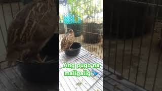 Maligalig na pugo🐦pls like and subcribe to my YouTube channelthanks 4 watching God bless👼🥰 [upl. by Arihsaj]