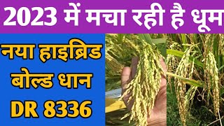 hybrid paddy DR 8336 मोटे धान की डबल पैदावार अच्छी किस्म।। [upl. by Skilken]