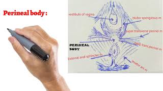 Perineal body muscles mnemonic made easy [upl. by Viviana]