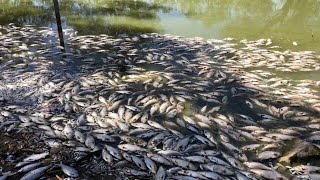 Menindee dead fish clean up set to begin on Wednesday [upl. by Eimas41]