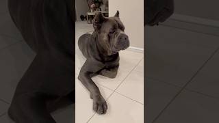 Cane Corso knows his place… dog corsolove mastiff shorts guardog [upl. by Assirehc]