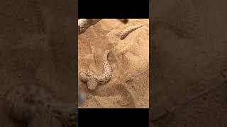 Sidewinder Rattlesnake  Saharan Horned Desert Viper  Sidewinder Rattlesnake Desertviper [upl. by Kristel912]