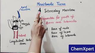 Meristematic Tissue  Class 9  Science  Chapter Tissue  CBSE  NCERT [upl. by Giglio]