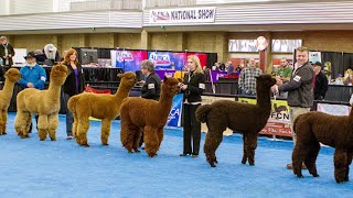 Alpaca Owners Association National Halter Show [upl. by Natsreik]