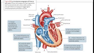 ANATOMIA1  Apparato Cardiovascolare il CUORE parte 1 [upl. by Struve]